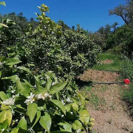 The Farm Maria Serrao Aljezur 알제주르